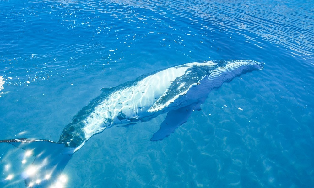 humpback_whale_gold_coast