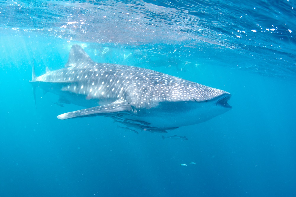 whale_shark_exmouth_australia