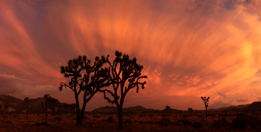 Joshua Tree Cloudscape