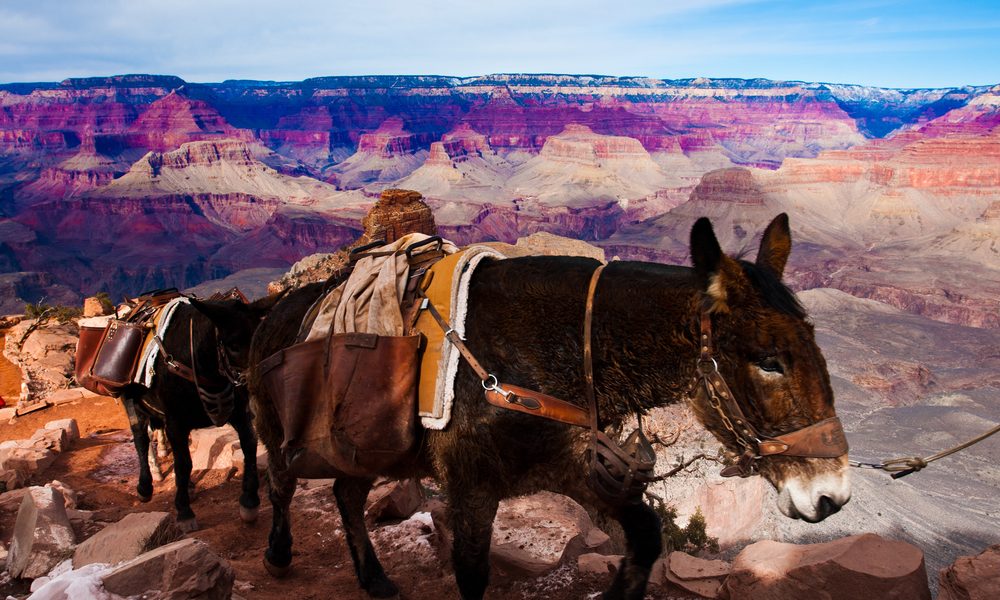 Grand Canyon Mule Tours