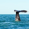 Baja California Whale Watching Experience