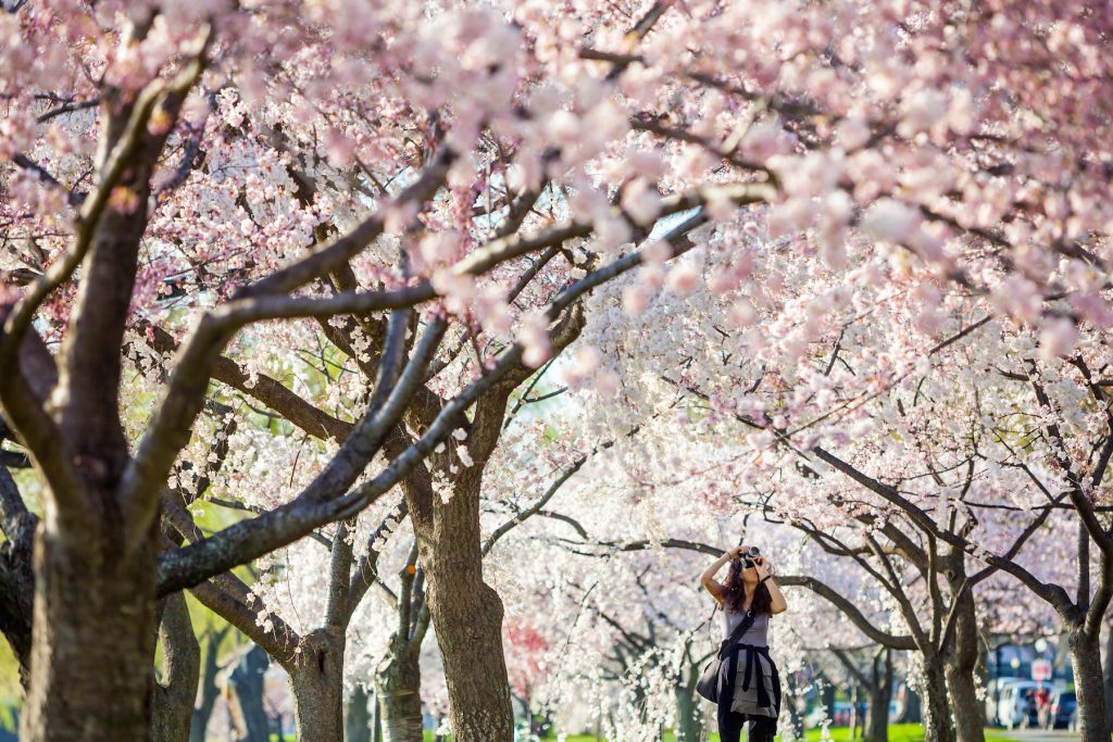 DC Cherry Blossoms Girl Camera
