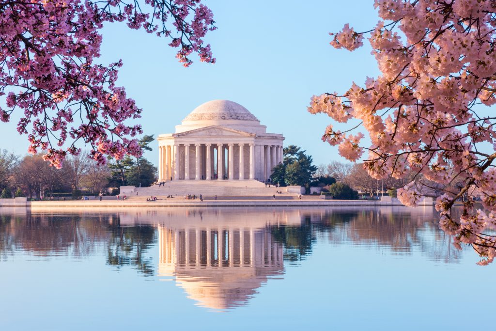 DC Jefferson Memorial cherry blossoms