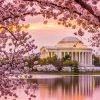 Experience Cherry Blossom Season in Washington D.C.