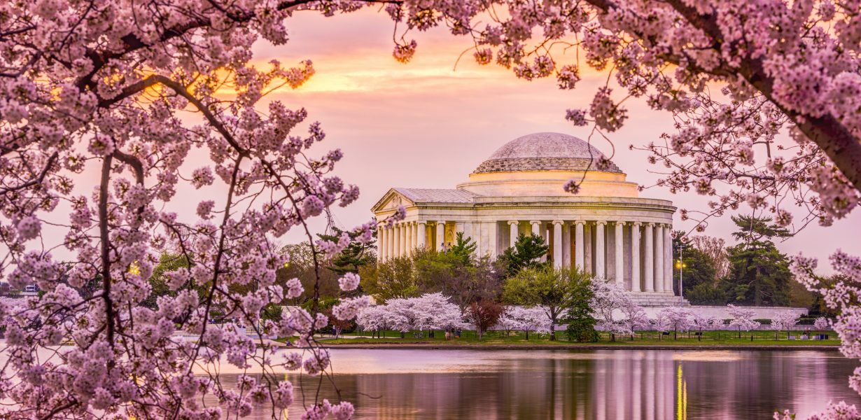 Washington DC cherry blossoms Jefferson Memorial