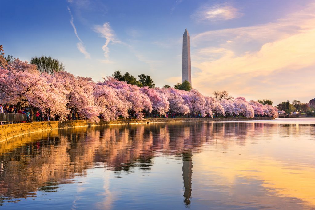 Cherry Blossom Potomac River Cruise