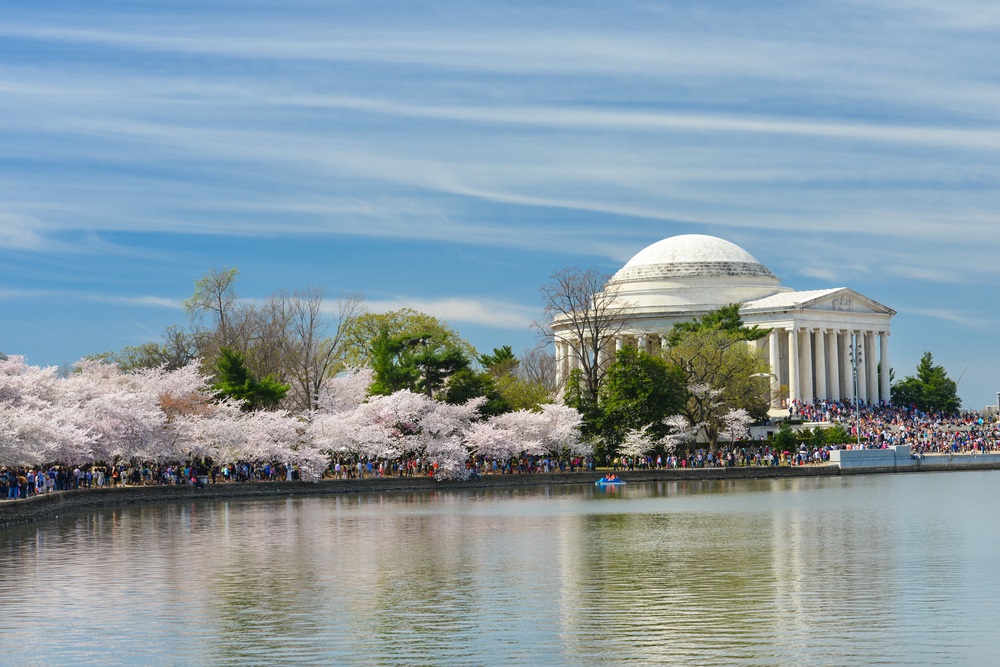 cherry blossom tours in Washington D.C