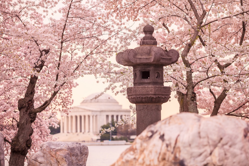 cherry blossom tours in Japan