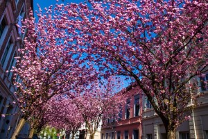 cherry_blossoms_bonn_germany