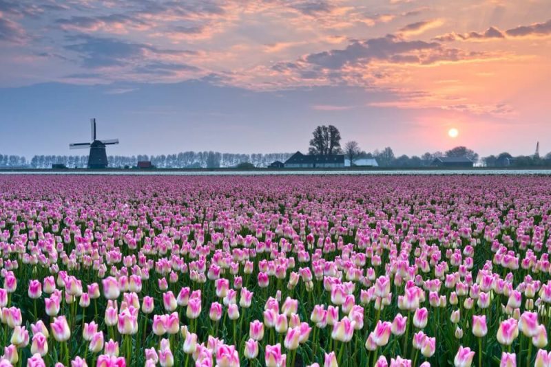 tulips field