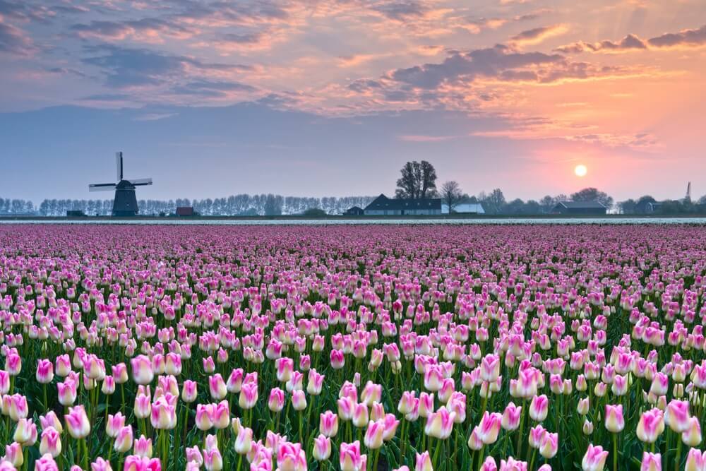 tulips field