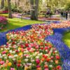 Spring Guide to Tulips in Keukenhof Gardens 2020