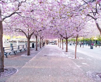 Fleurs de cerisier de Stockholm