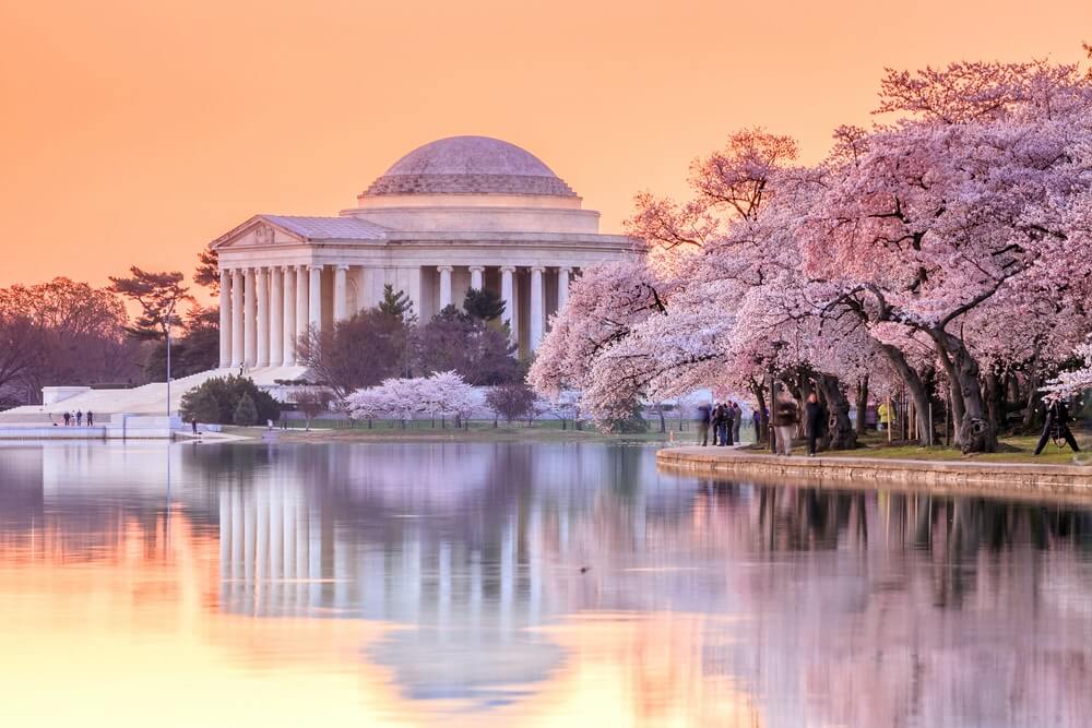 Washington DC cherry blossom