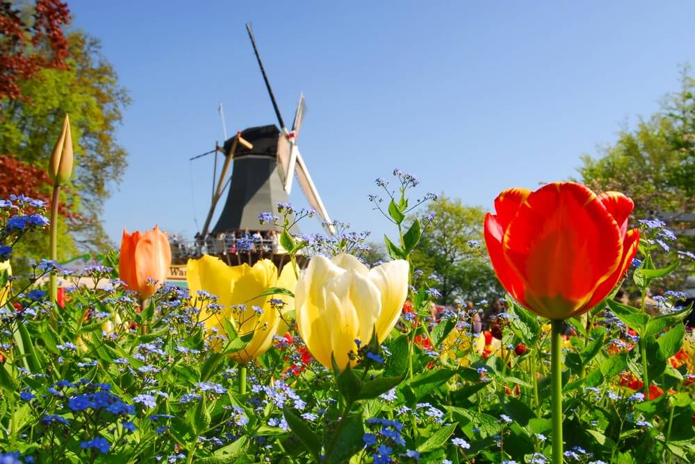 netherlands tulips
