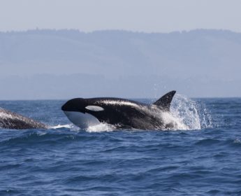 Seattle Boat Tours Whales Orcas Islands