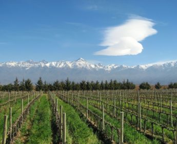 Mendoza Argetina Vineyards Tour