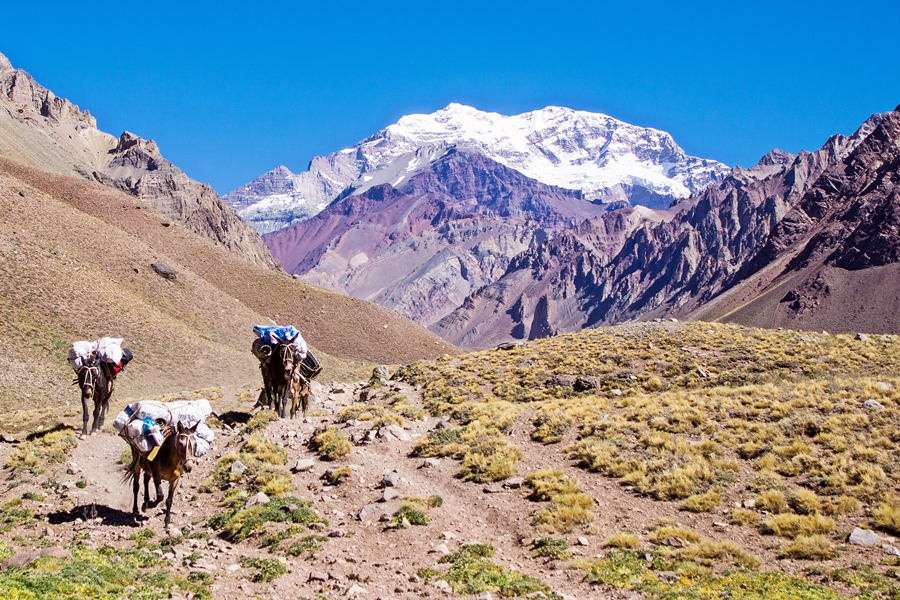 Mules in the Aconcagua Mountain Trail summer - Argentina