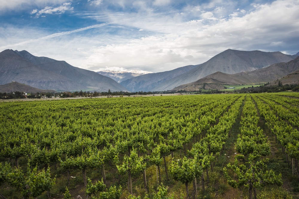 Lush vineyard in Elqui Valley
