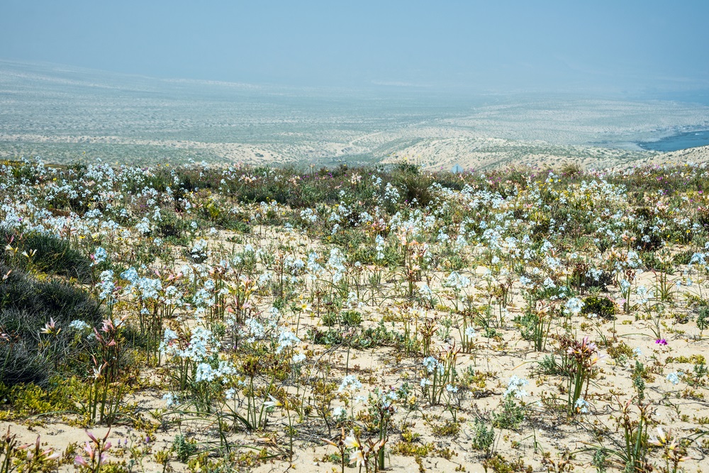 Flowering desert in southern Atacama