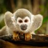 monkey_amazon