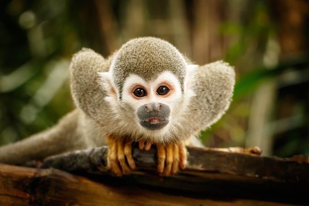 monkey_amazon