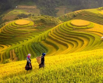 Rice fields of Sapa