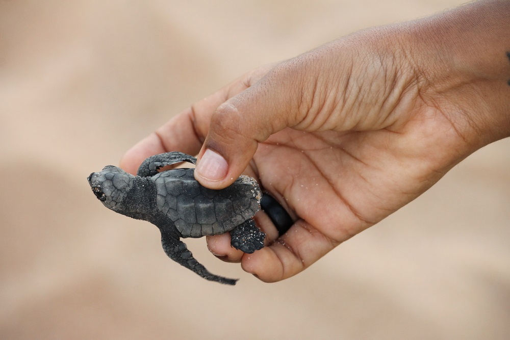 Sea turtle hatchling near Praia do Forte