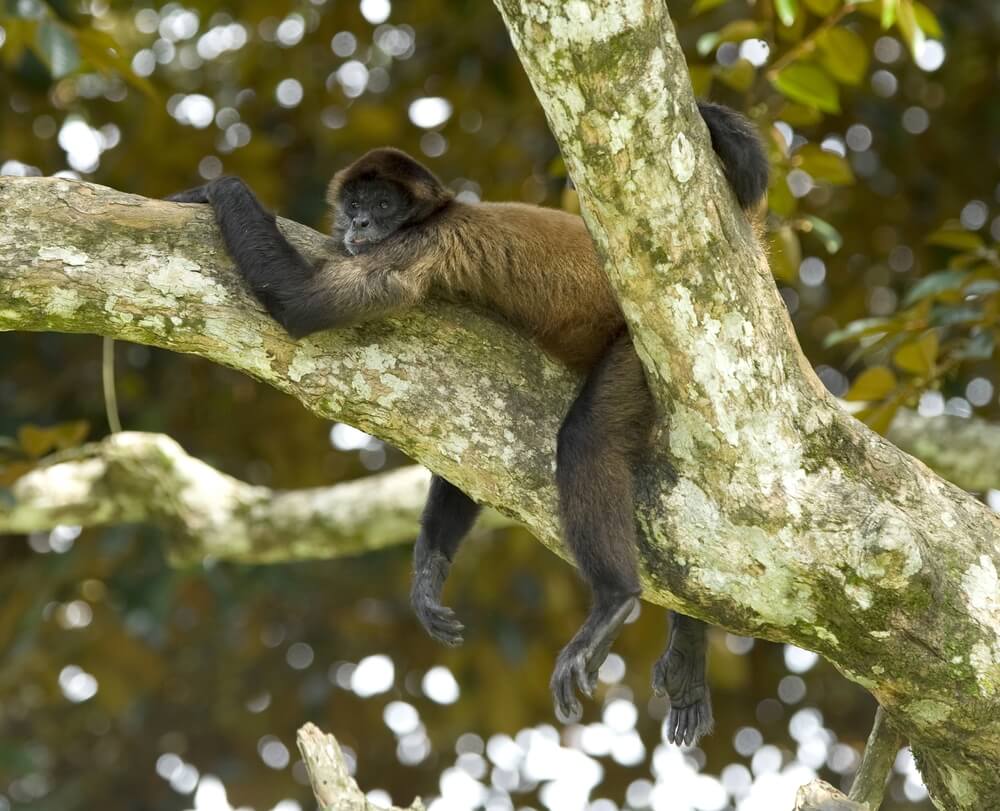 Spider monkey in Arenal National Park