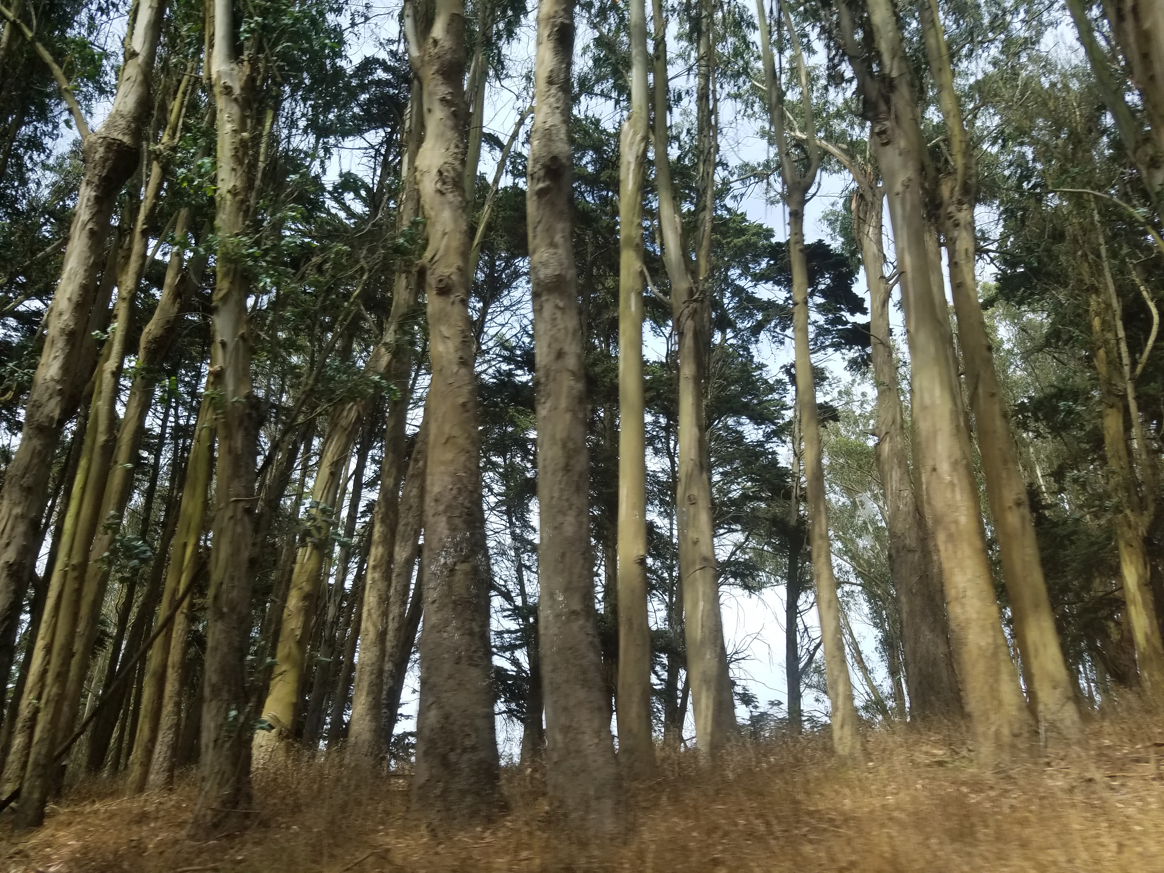 Presidio forest