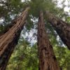Muir Woods & Sausalito With Extranomical