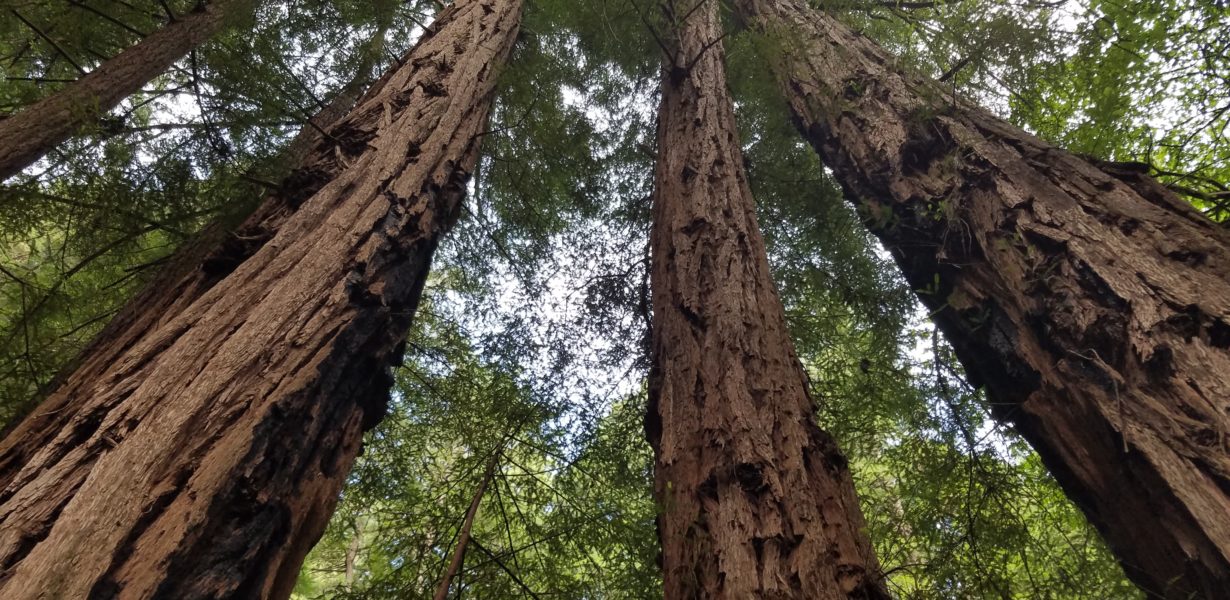 Muir Woods & Sausalito With Extranomical