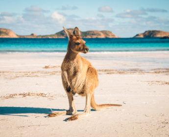 Kangaroo on an Australian beach