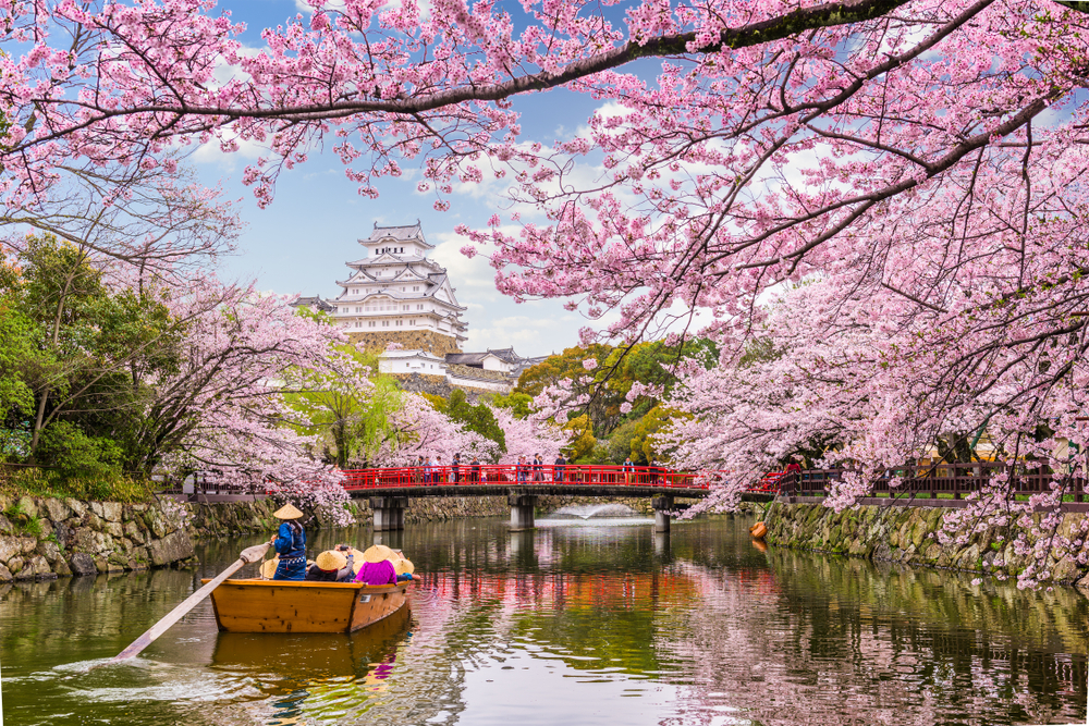 Cherry Blossom Tours in Japan