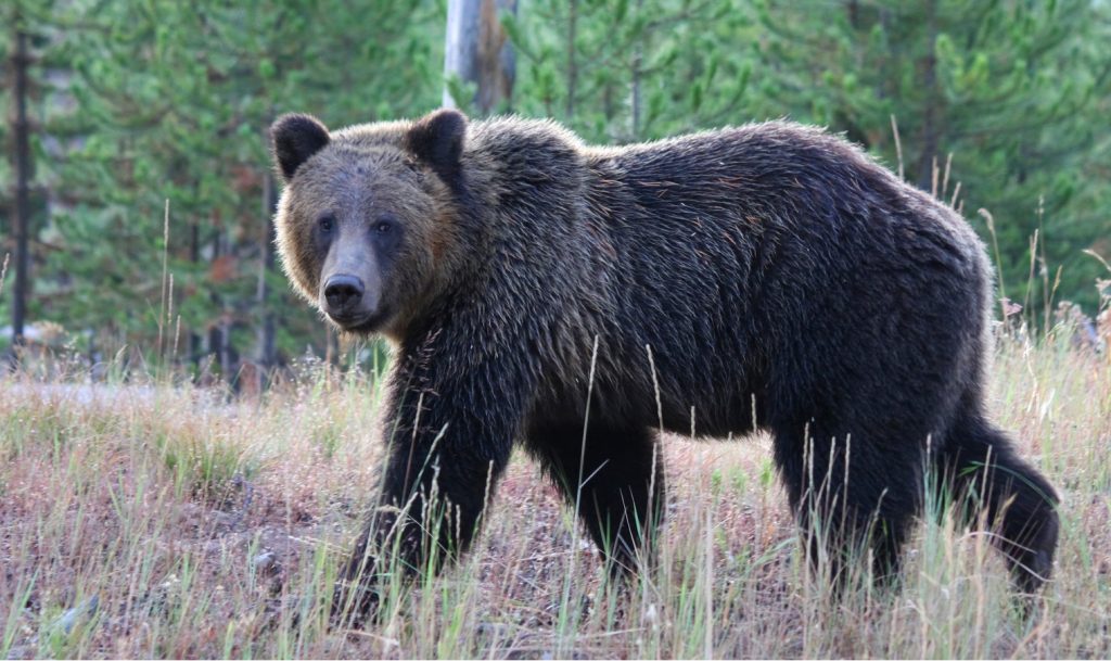 bear in Yellowstone