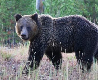 bear in Yellowstone