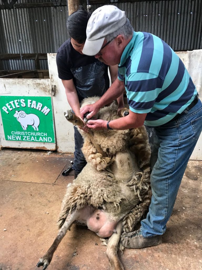 pete shearing sheep