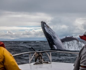 Mother's Day Whale Watching Tour