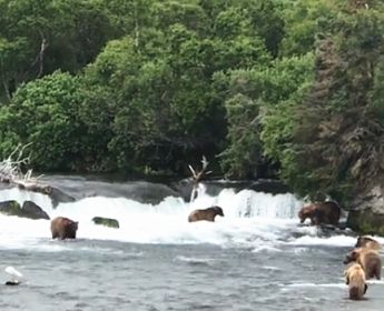 Observation des ours à Katmai