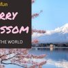 Where to See Cherry Blossoms Around the World 2026
