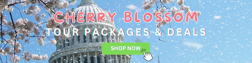 cherry blossom tours