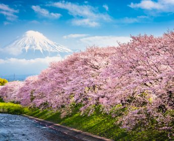 japan cherry blossoms mt fuji