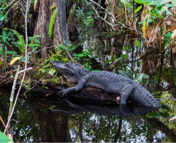 everglades alligator