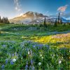 Mt. Rainier and Olympic National Parks: Washington’s Stunning Nature