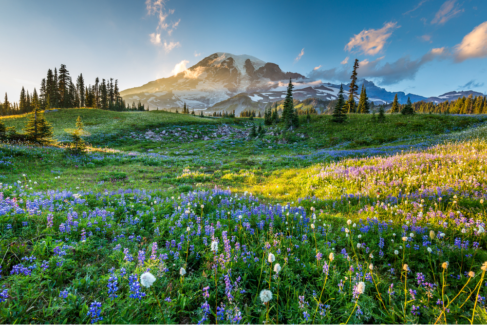 Mt. Rainier and Olympic National Parks: Washington's Stunning