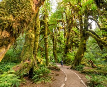 olympic national park rainforest