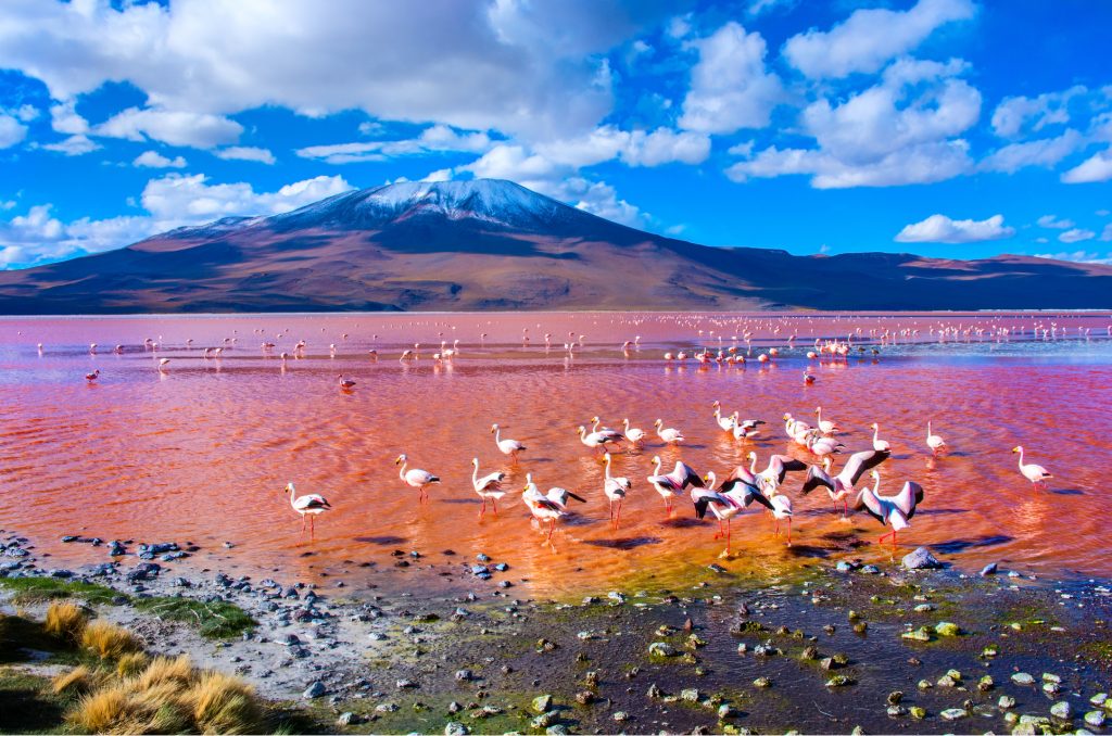 Laguna Colorada Pink Lake Bolivia