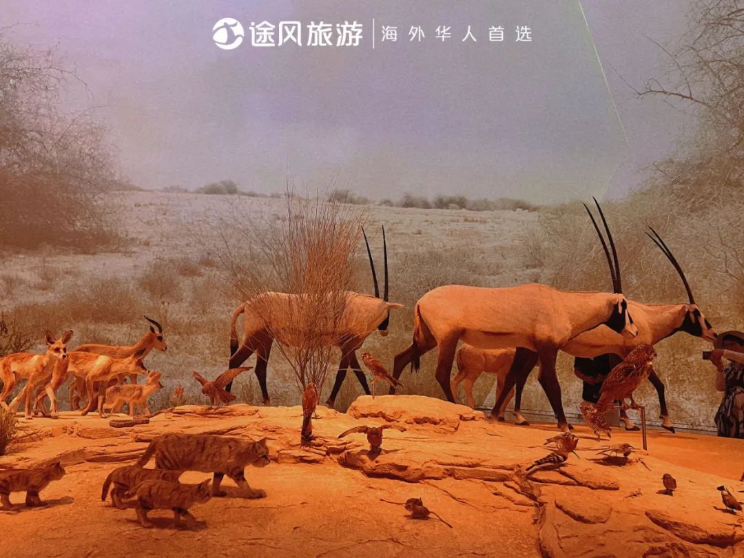 完美收官！与大师同行：阿布扎比文化之旅精彩回顾！