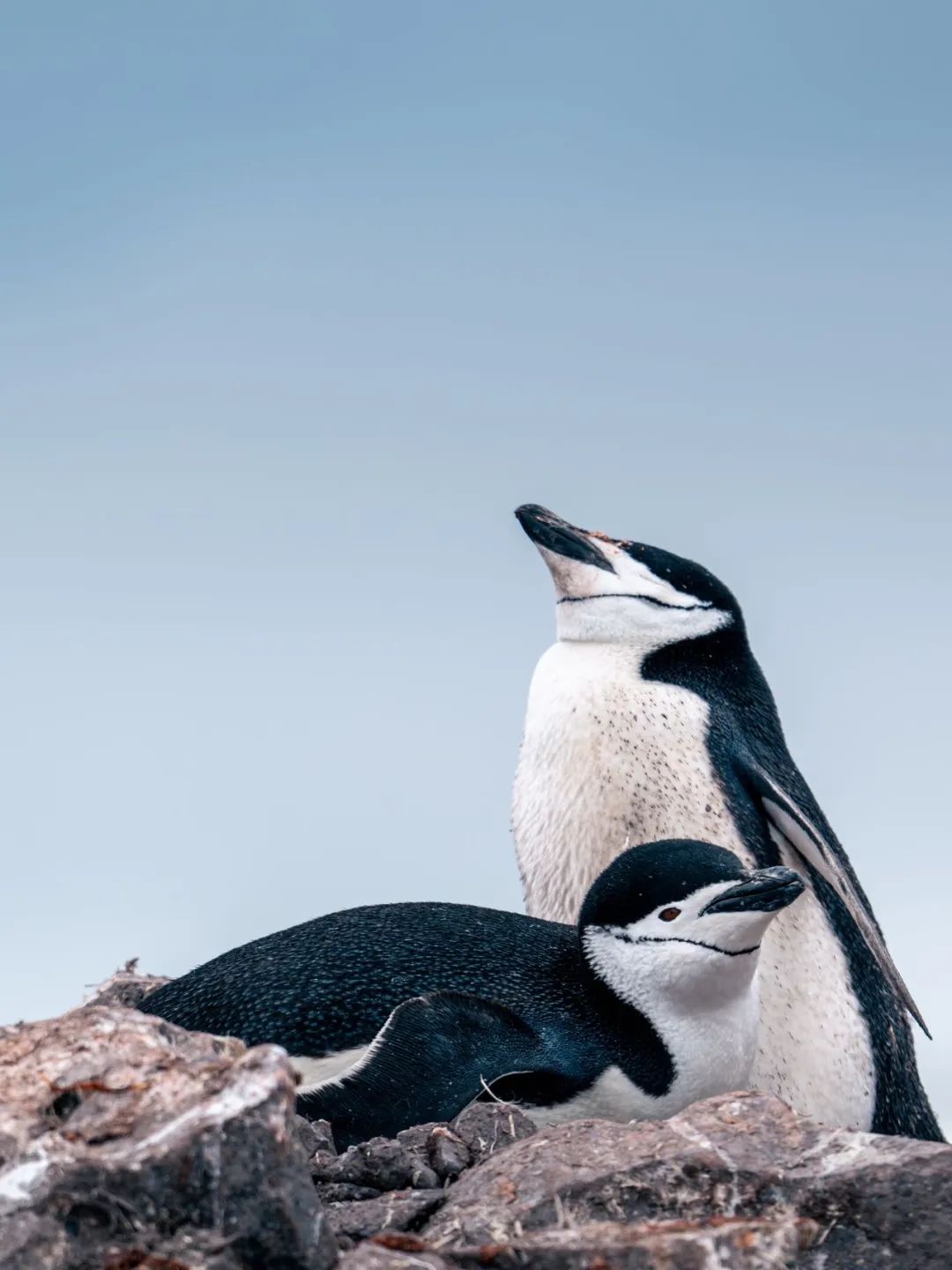 【頭號玩家】CEO老炮兒南極歸來——探尋世界最後一片淨土！