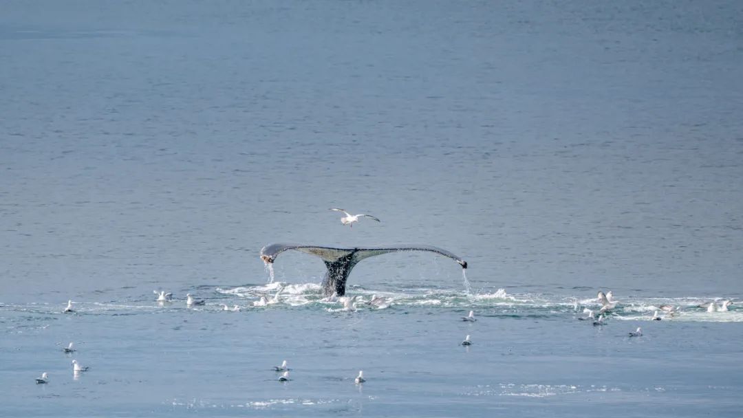 【頭號玩家】CEO老炮兒南極歸來——探尋世界最後一片淨土！